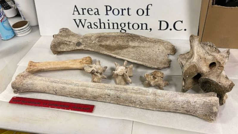 Turista dos EUA é pega com ossos de animais na mala depois de voltar da África