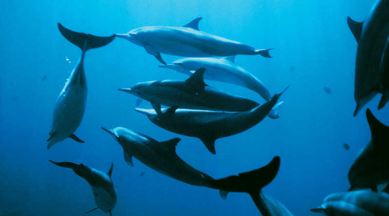 Golfinhos também podem ter demência: cientistas descobrem sinais de Alzheimer nos animais