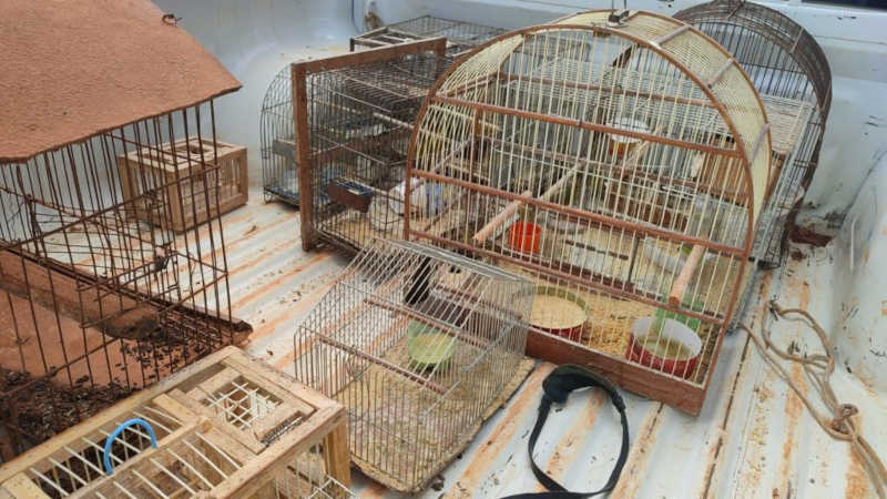Catalão: Homem é preso por manter pássaros silvestres em cativeiro
