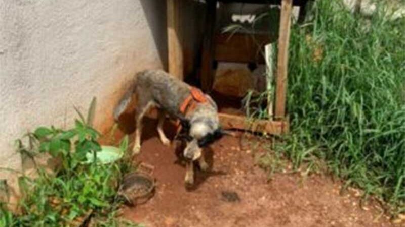 Polícia Civil resgata três cachorros vítimas de maus-tratos em Goianésia, GO