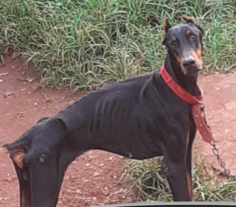 Cachorro vítima de maus-tratos é resgatado pela Polícia Civil de Rio Verde, GO