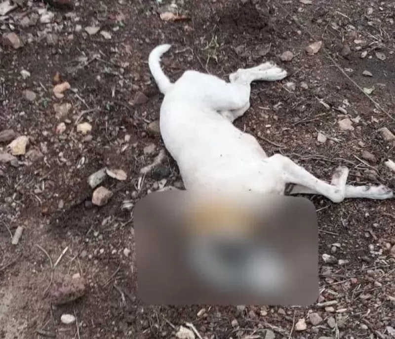 Policial militar mata cachorro de vizinha a tiros, em Porangatu, GO