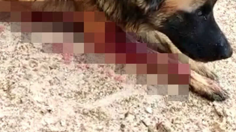 As imagens do cão ferido foi divulgada por meio das redes sociais. — Foto: Divulgação/Redes Sociais