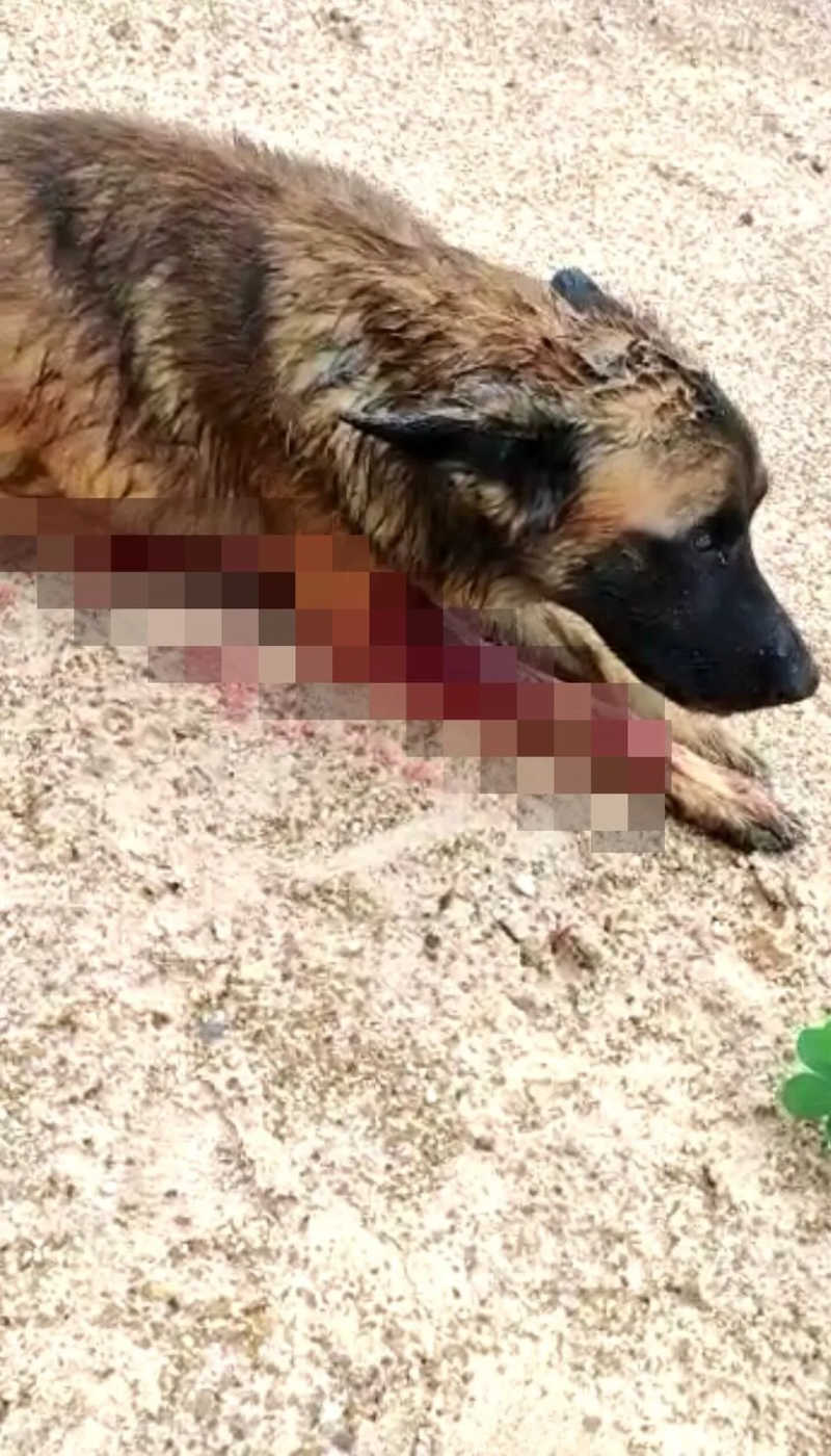 Polícia procura suspeito de atirar e matar em cão no Maranhão