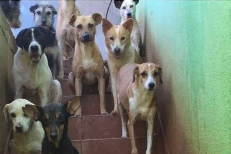 Ativista de Belo Horizonte (MG) faz ação para construir canis para animais abandonados nas ruas