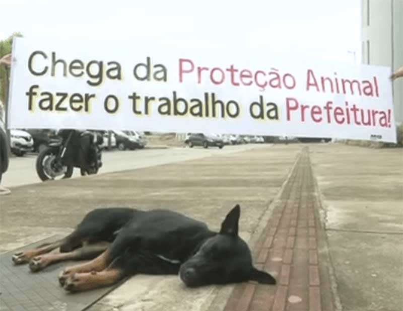 Defensores de animais protestam contra paralisação de castrações em Divinópolis, MG