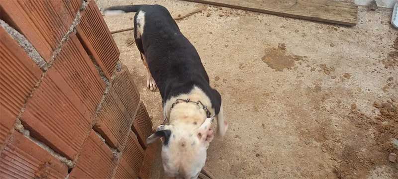 Acorrentados e desnutridos, cães da raça pit bull são resgatados em Juiz de Fora, MG; VÍDEO