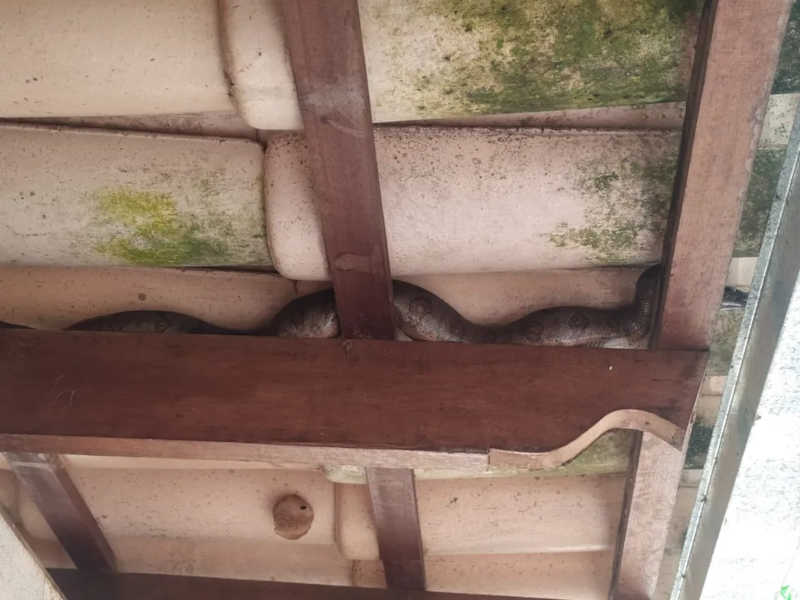 Jiboia foi encontrada no telhado de uma casa no bairro Morada do Parque — Foto: Corpo de Bombeiros/ Divulgação