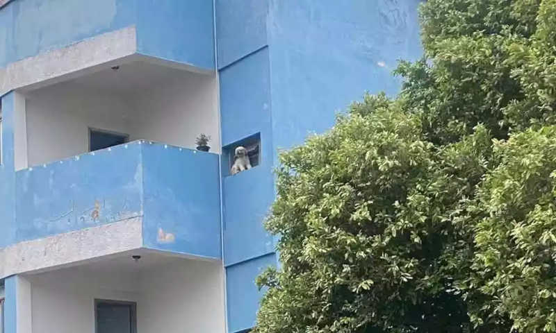 Vídeo: cachorro se assusta com foguetes e fica preso em janela de prédio em MG