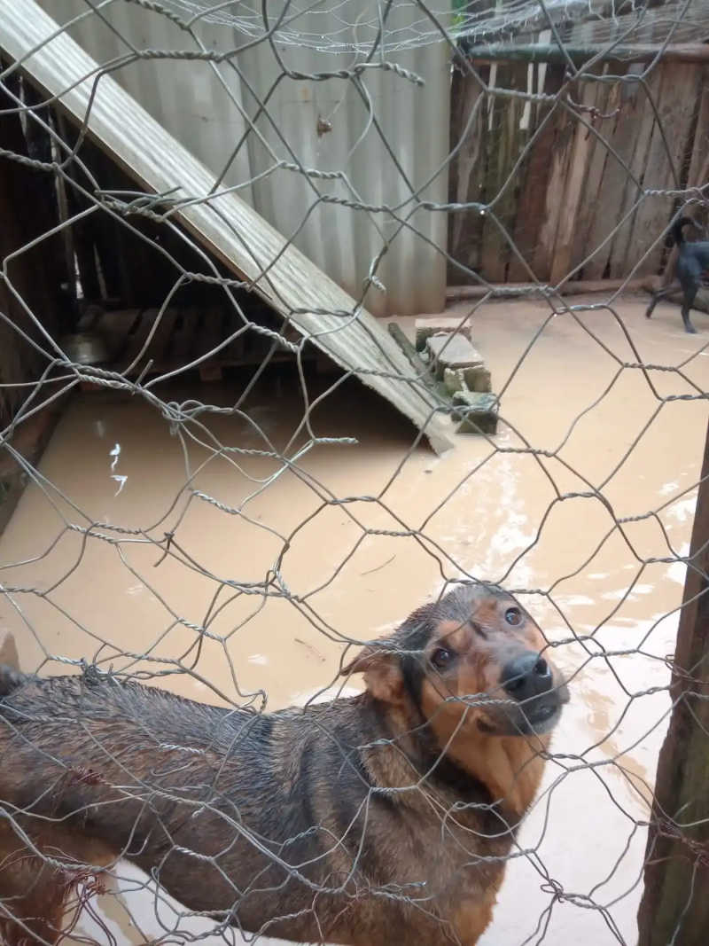 ONG com mais 200 animais é atingida pela chuva em Caldas, MG