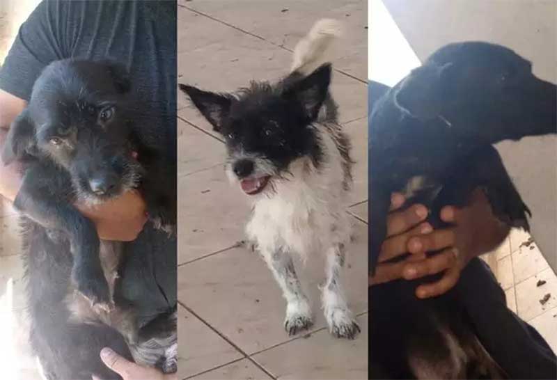 Cachorros são recolhidos pela DECAT após flagra de maus-tratos em Campo Grande, MS