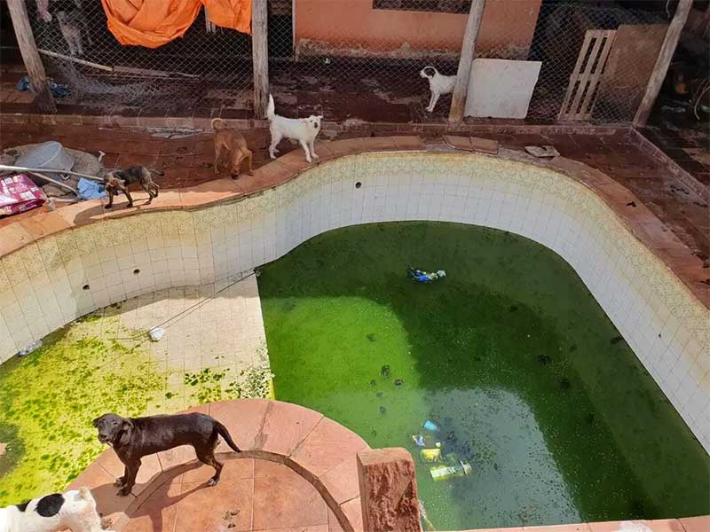 Polícia suspeita que cachorros em ONG bebiam água de piscina suja