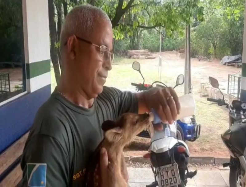 PMA recolhe e encaminha ao CRAS filhote de veado abandonado em fazenda de Aquidauana, MS