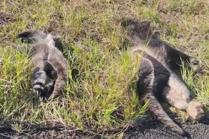 Mãe e filhote de tamanduá são encontrados mortos por ciclista na MS-450