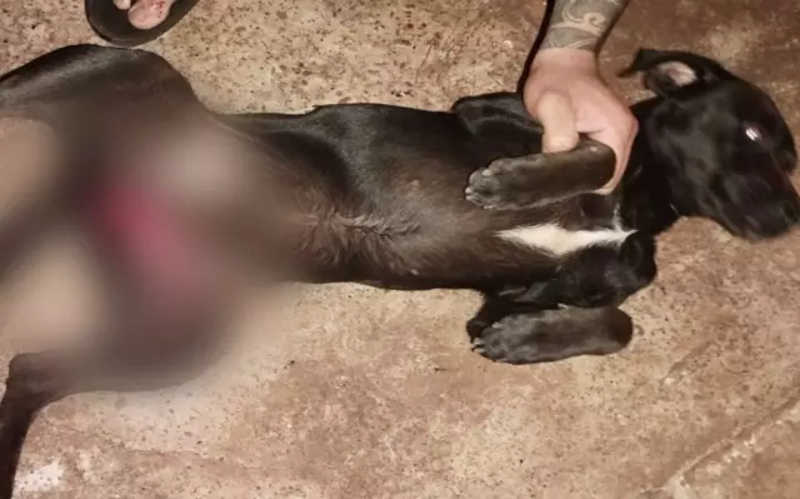 Vizinhos cortam testículos de cachorro em Dourados (MS) e são denunciados por maus-tratos
