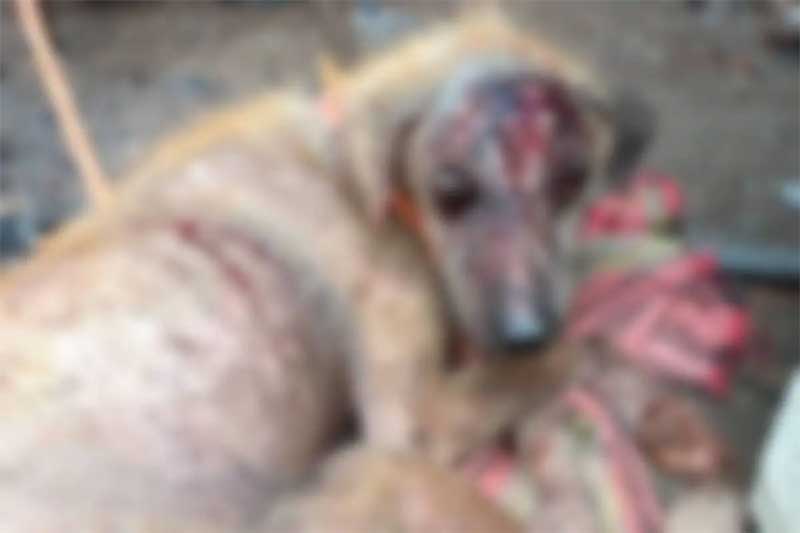 Cachorro é resgatado de maus-tratos e abrigo pede ajuda para salvá-lo, em Cuiabá, MT