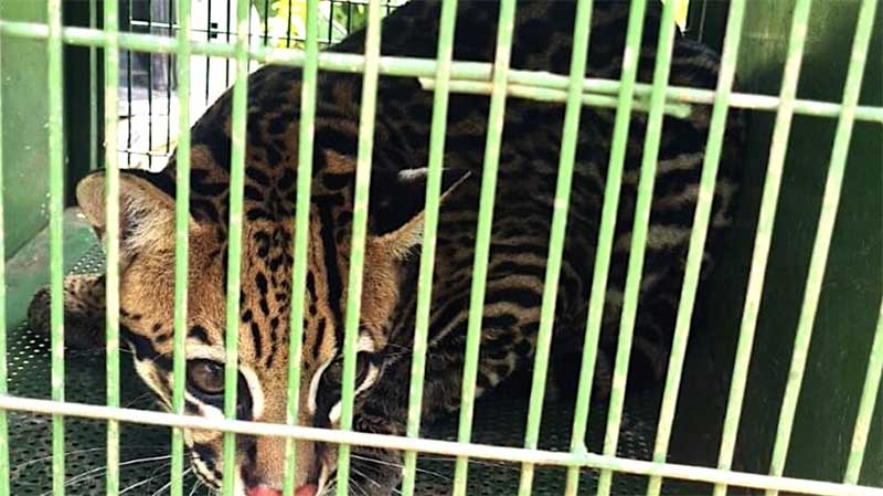 Jaguatirica que passou por cirurgia é solta em reserva florestal em Sorriso, MT, após 6 meses de tratamento