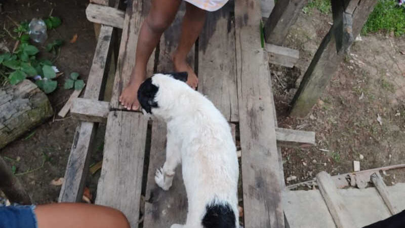 Polícia prende homem acusado de atirar contra cachorro no Marajó
