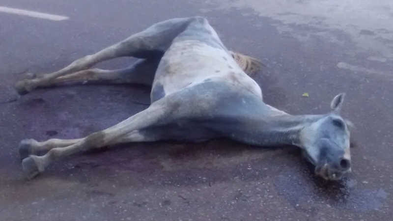 Parauapebas: Animal agoniza em via pública e populares denunciam descaso