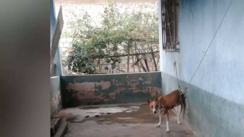 Cachorro "Duque" que sofria maus tratos foi resgatado em residência no bairro Amparo em 27 de julho de 2019 — Foto: Marcelo Cardoso/Arquivo Pessoal