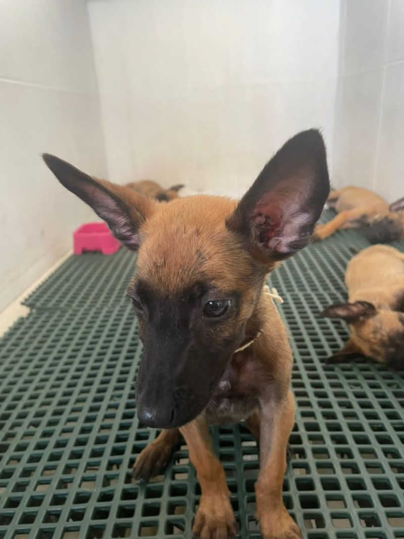 Cachorros flagrados em situação de maus-tratos e resgatados em João Pessoa (PB) são adotados