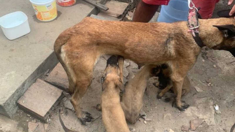 Polícia resgata cães em situações de maus-tratos em João Pessoa, PB