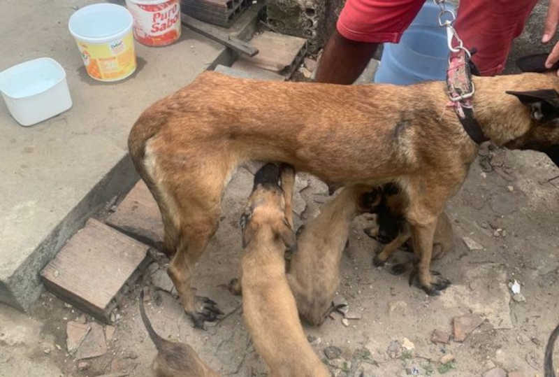 Polícia resgata cães em situações de maus-tratos em João Pessoa, PB