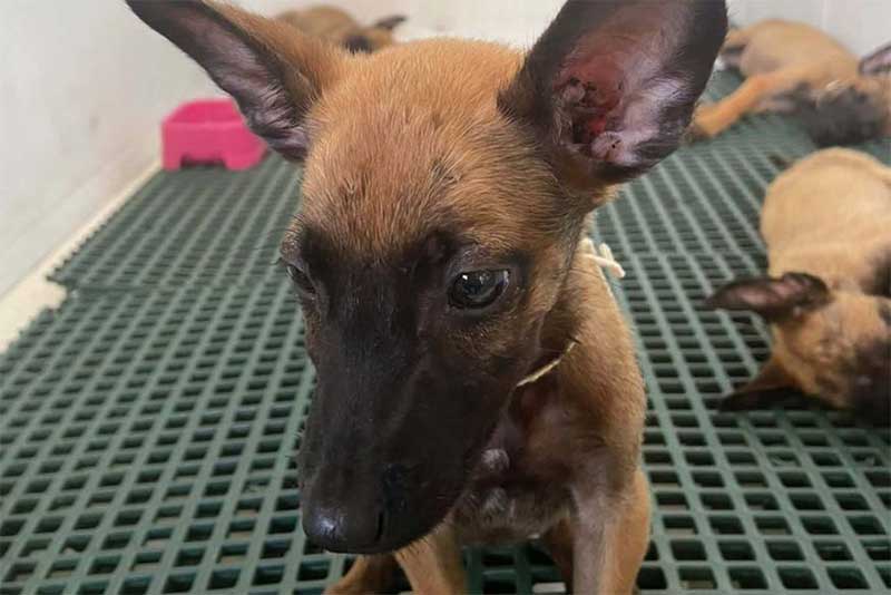 Filhotes de cães resgatados de maus-tratos pela Prefeitura estão disponíveis para adoção em João Pessoa, PB