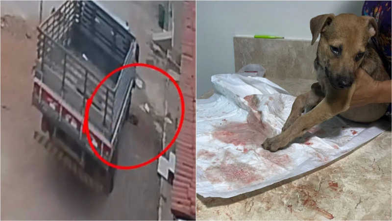 Cão de rua é atropelado por caminhão em Vista Serrana (PB) e motorista foge sem prestar socorro; VÍDEO