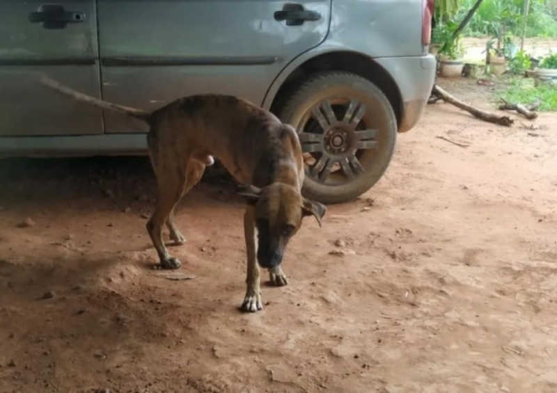 Mulher denuncia que cachorro foi morto a tiros após entrar em fazenda no Piauí