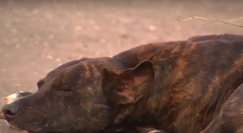 Cães são encontrados mortos após suposto envenenamento em Picos, PI