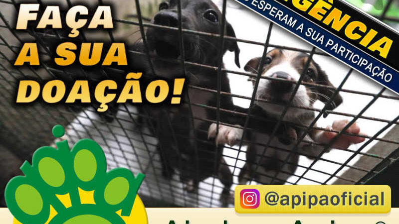 Apipa faz campanha para arrecadar doações e manter 250 animais