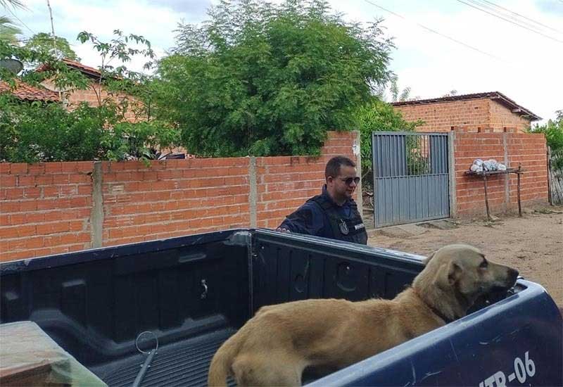 Guarda Municipal passa a coibir crimes de maus-tratos aos animais em Teresina, PI