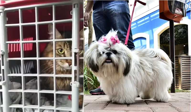 Pet Friendly: veja os detalhes da lei que regulamenta entrada de animais de estimação em supermercados de Teresina — Foto: Divulgação 