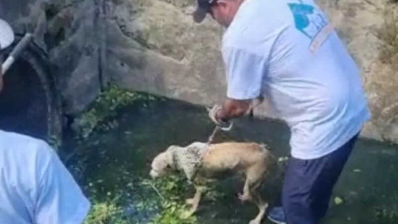 Cachorro é resgatado de dentro de galeria na zona sudeste de Teresina — Foto: Reprodução