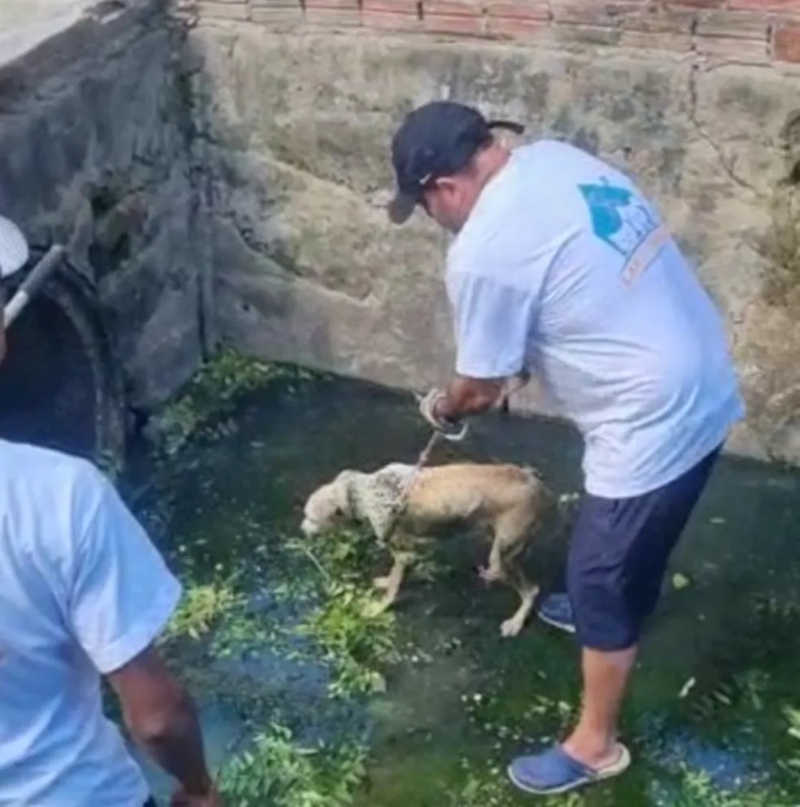 Vídeo: cachorro abandonado em galeria é resgatado na zona sudeste de Teresina, PI
