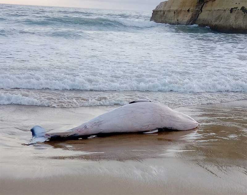 Baleia-anã e golfinho dão à costa em Portimão, Portugal