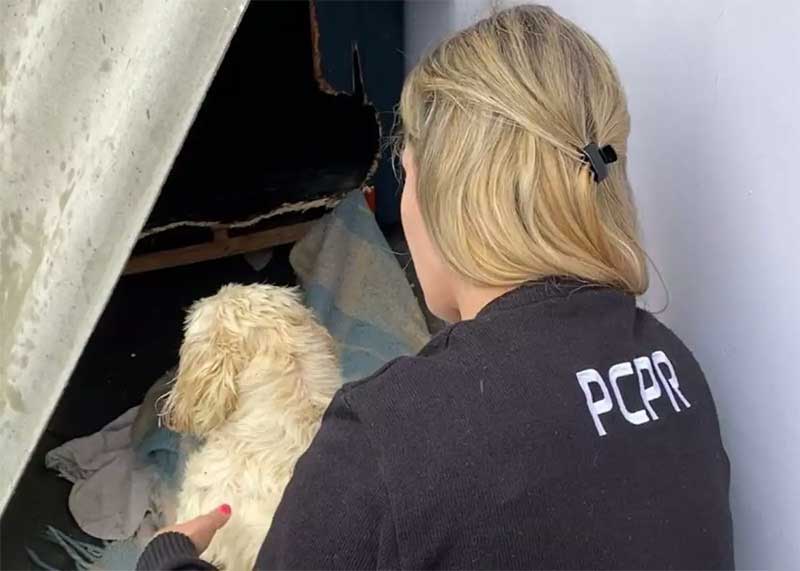 Casal é preso em flagrante por maus-tratos a três cães e uma gata em Curitiba, PR