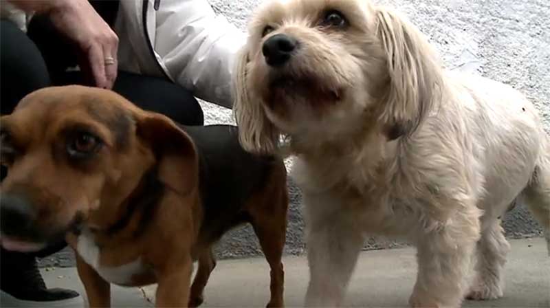 Mulher é flagrada espancando cachorro adotado em Fazenda Rio Grande, PR; vídeo