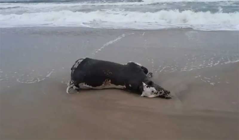 Vacas são encontradas mortas em praia de Guaratuba; prefeitura suspeita que animais foram arrastados por enchentes