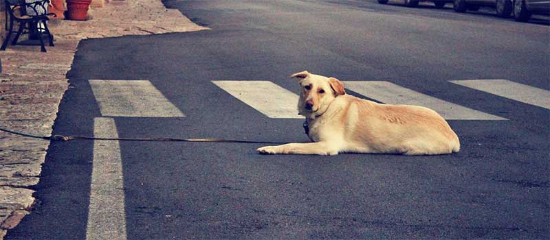 Publicada lei que garante abrigo a animais de moradores de rua em Maringá, PR
