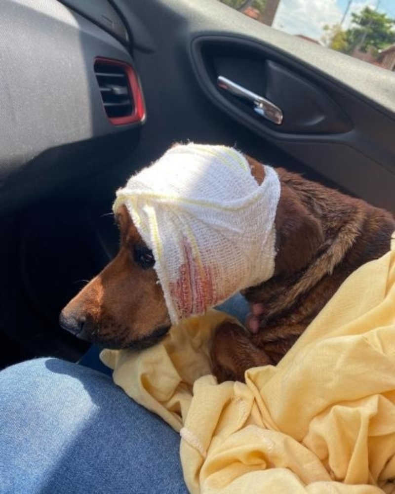 Homem é preso após ferir cachorro com facão na Vila Três irmãs em Mercedes, PR