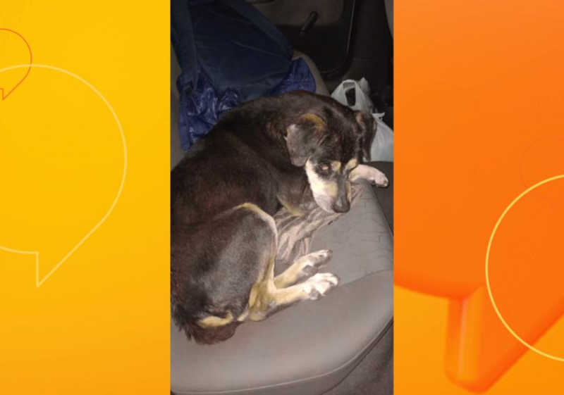 Cão com visão reduzida é atropelado e aguarda adoção responsável em Ponta Grossa, PR