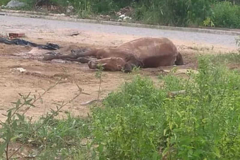 Criança abandona cavalo e animal morre em terreno baldio, em Rancho Alegre, PR