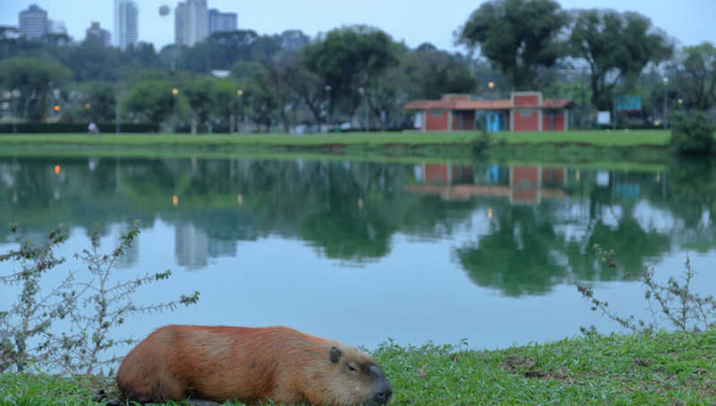 Caçadores de capivaras em parques de Curitiba é “lenda urbana”, diz Polícia Ambiental do PR
