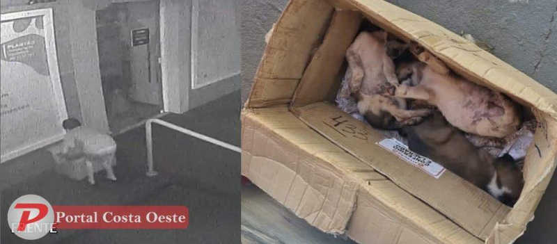Mulher e criança são flagrados abandonando filhotes de cachorro em São Miguel do Iguaçu, PR