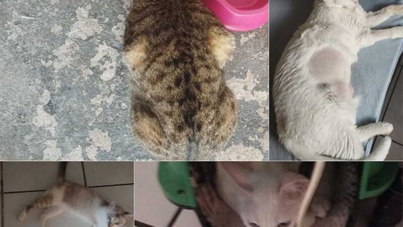 Protetora de animais pede ajuda para continuar alimentando 11 gatos no Jardim Los Angeles, em Umuarama, PR