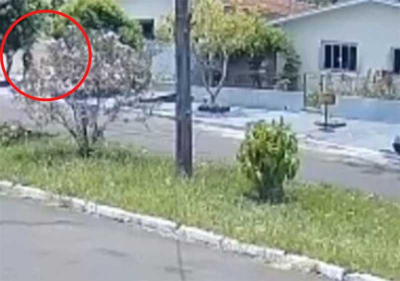 Vídeo mostra idosa envenenando cachorrinhas de vizinha em Umuarama, PR; ASSISTA