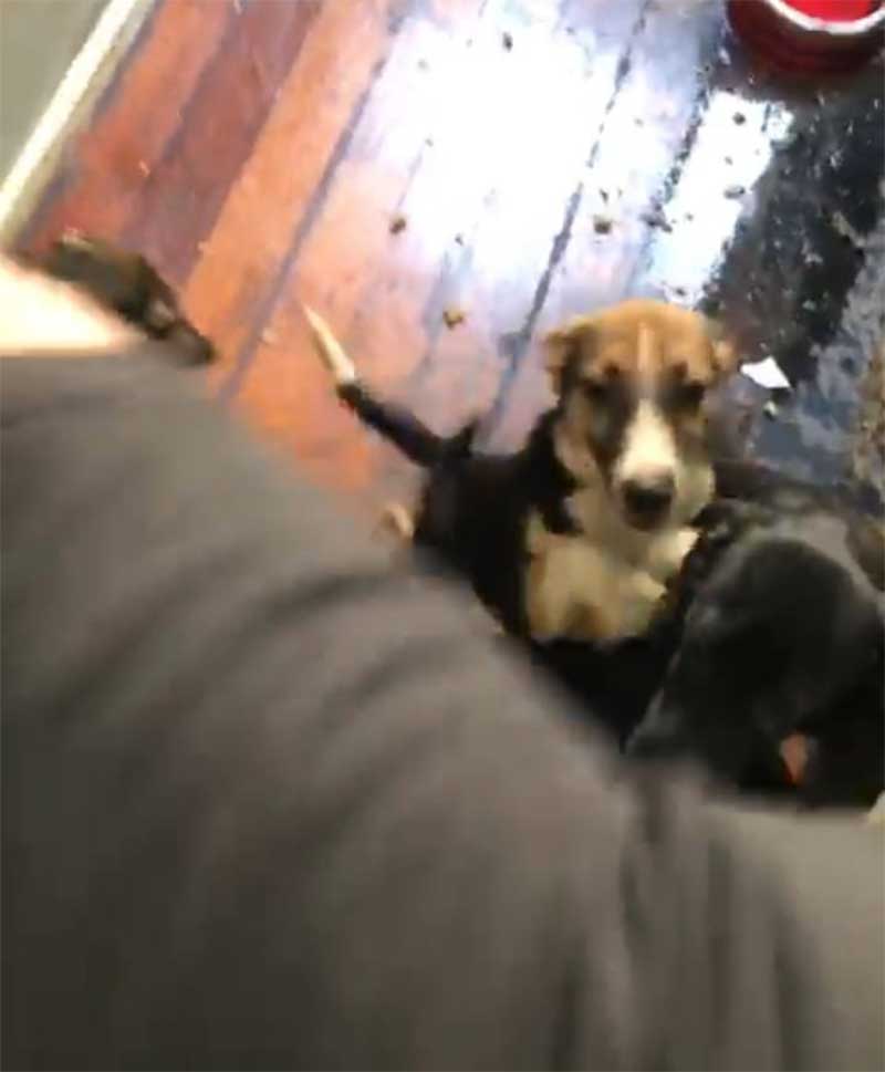 Polícia Civil prende homem acusado de maus-tratos a 10 cães em Botafogo, no Rio