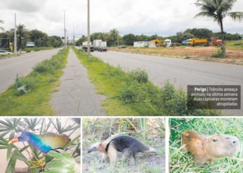 Animais silvestres perdem espaço para a expansão imobiliária em Campos, RJ